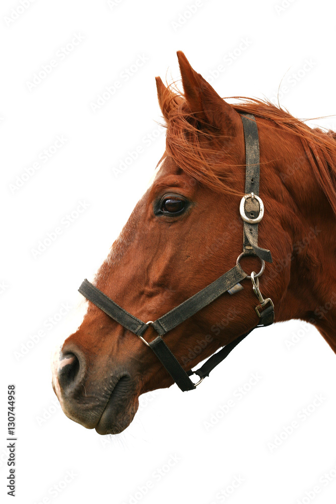 Obraz premium Side view head shot of a beautiful chestnut colored stallion