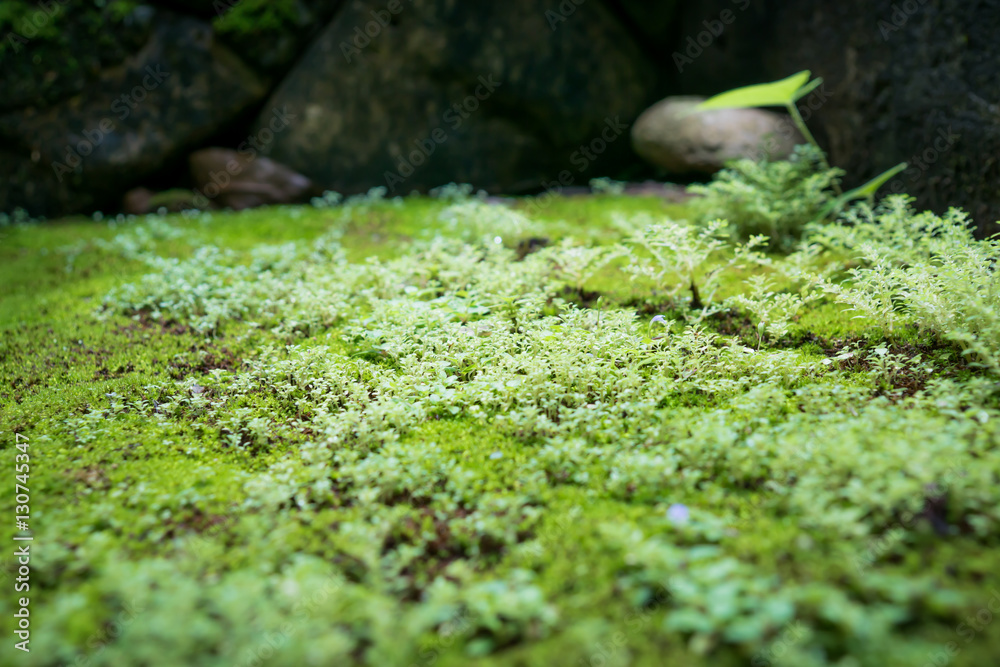 Obraz premium The mini plant