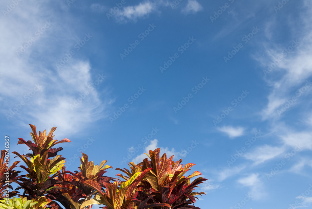 tropical flowers and foliage in Guatemala tropical flowers and foliage in Guatemala