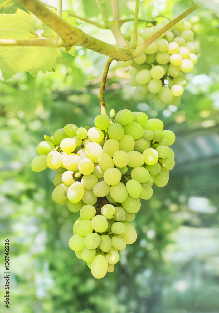 Bunch of green grapes in garden, nature background
