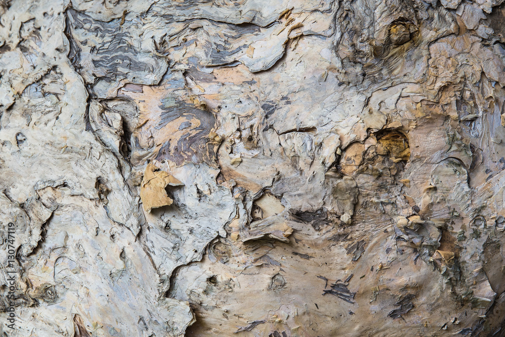 Closeup of tree bark. Wooden background and texture. Tree texture closeup.