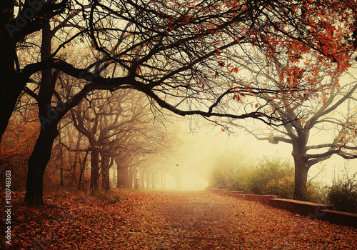Fototapeta Autumn landscape - foggy autumn Park