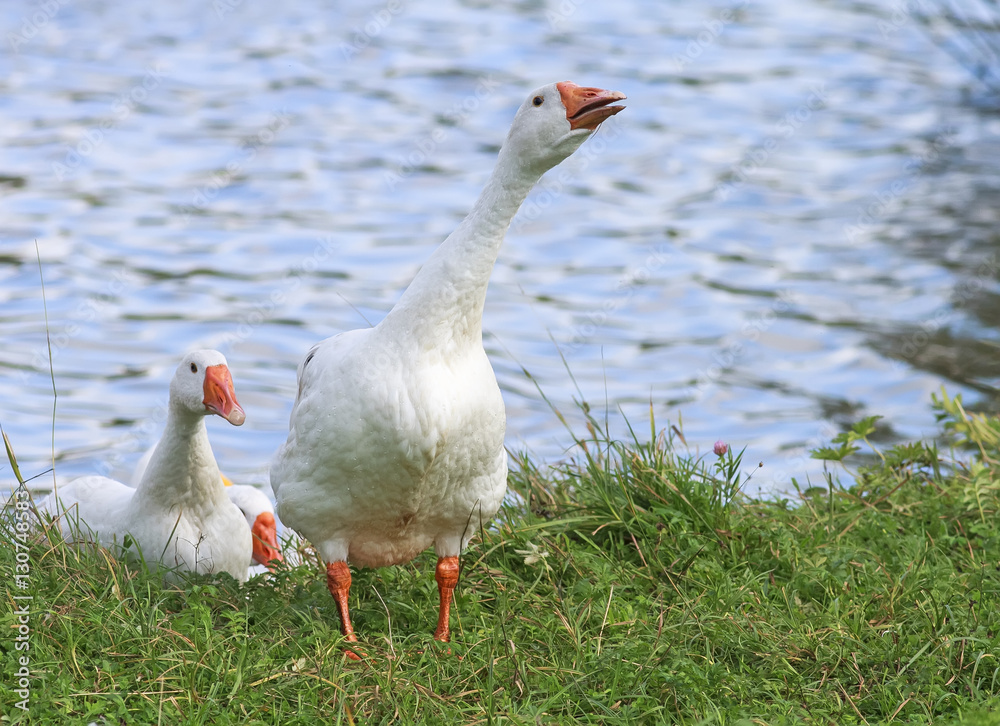 white geese walking on the shore of the pond in the village in the summer white geese walking on the shore of the pond in the village in the summer