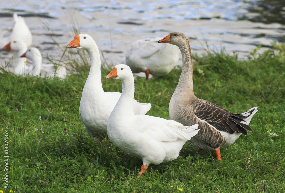 three geese walking on green banks of the pond in the summer in the village three geese walking on green banks of the pond in the summer in the village