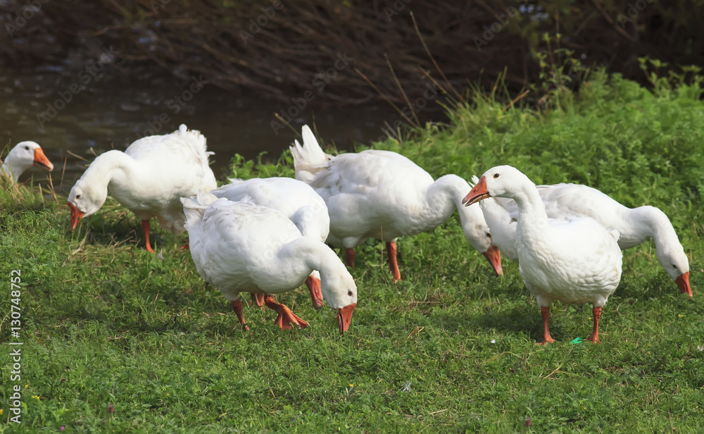 Three rustic geese graze the green grass on the summer meadow Three rustic geese graze the green grass on the summer meadow