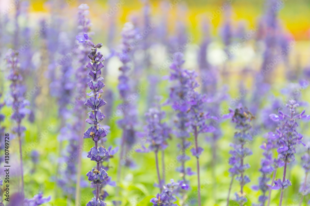 Close up of Lavender flower Close up of Lavender flower