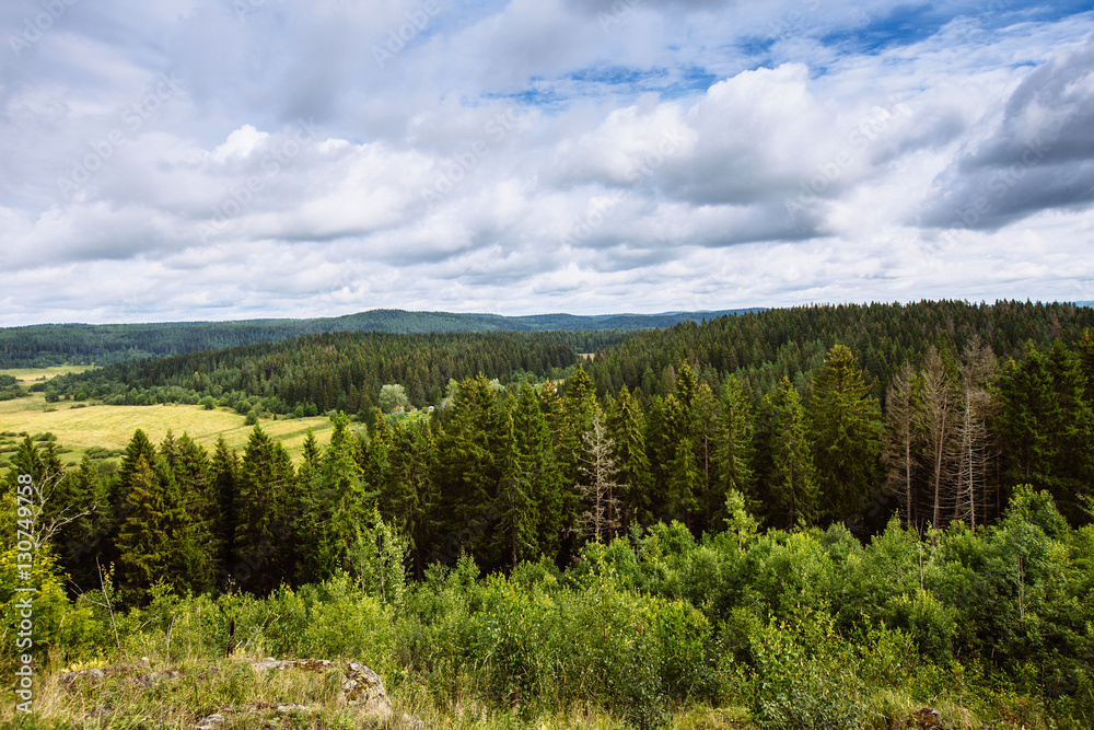 the forest from a bird's flight . coniferous trees, green thickets of the forest. the forest from a bird's flight . coniferous trees, green thickets of the forest.