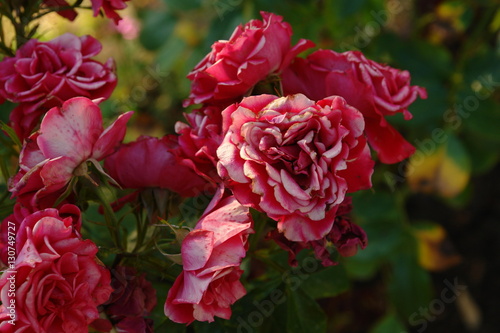 Red roses