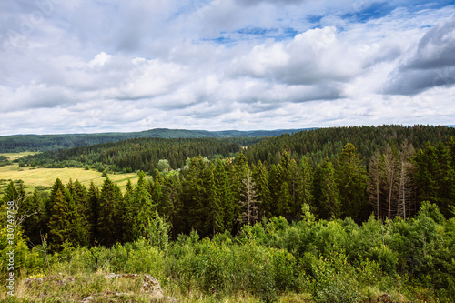 the forest from a bird's flight . coniferous trees, green thickets of the forest.