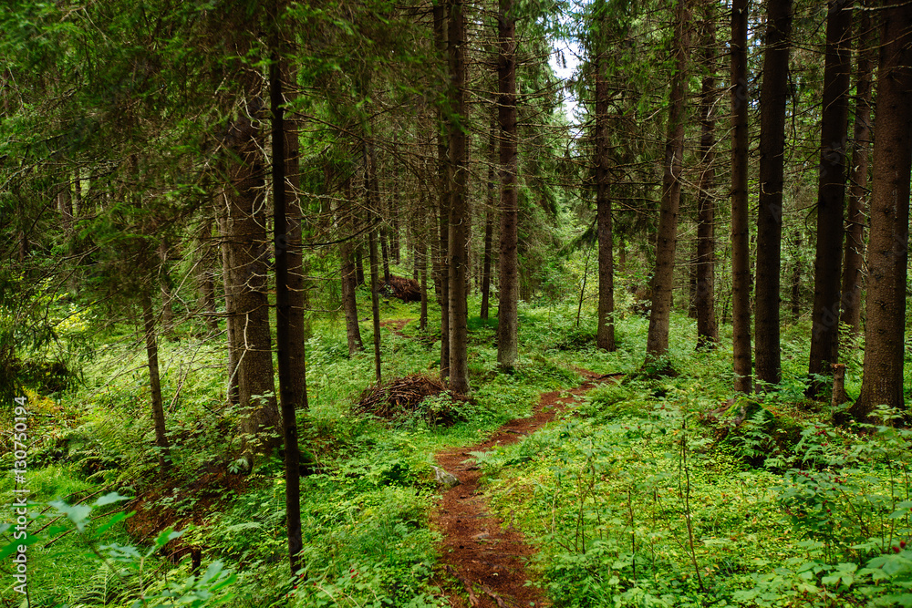 Path in spruce forest of Karelia Path in spruce forest of Karelia