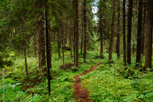 Path in spruce forest of Karelia © dron285
