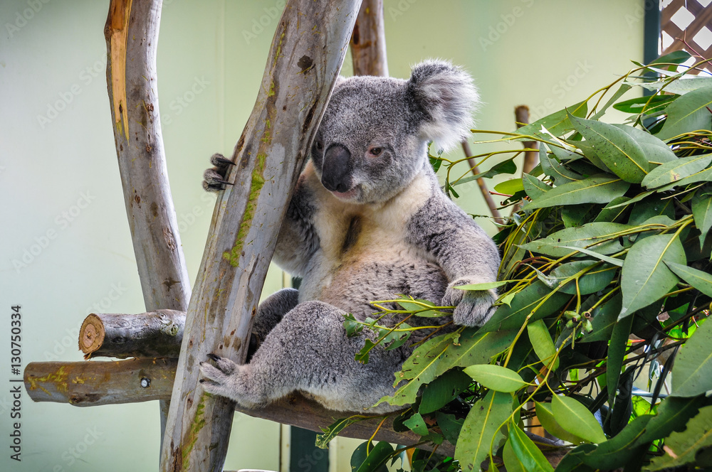 Fototapeta premium Watching koala in Featherdale Wildlife Park, Australia