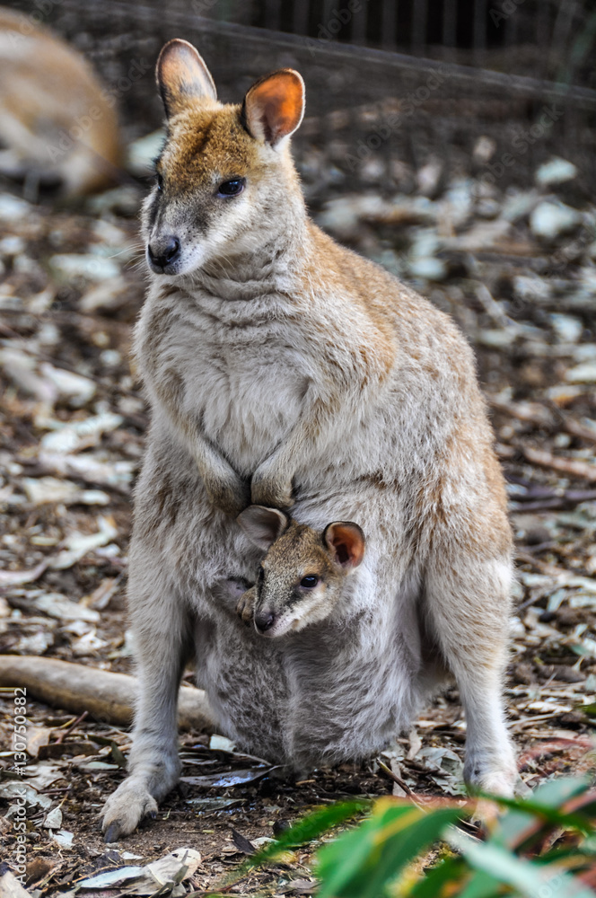 Kangaroo mum with baby in Featherdale Wildlife Park, Australia Kangaroo mum with baby in Featherdale Wildlife Park, Australia