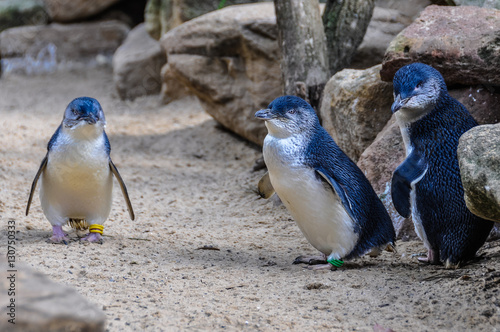 Photography Blue penguins in Featherdale Wildlife Park, Australia