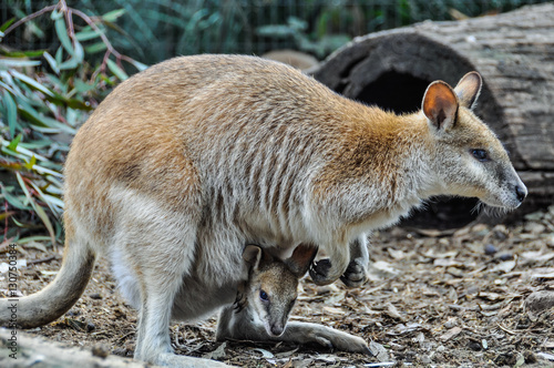 Kangaroo mum with baby in Featherdale Wildlife Park, Australia