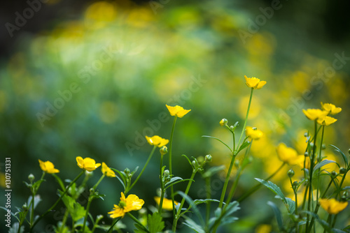 Yelow Flowers © Sorin