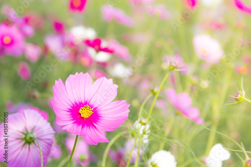 Cosmos flower field