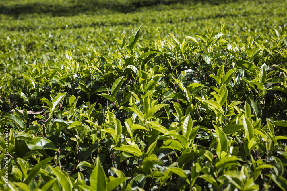 Tea plantation in sunset time. Nature background Tea plantation in sunset time. Nature background