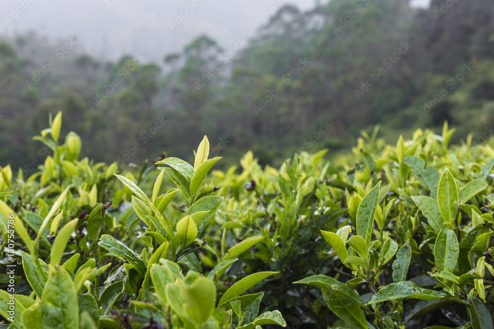 Tea plantation in sunset time. Nature background Tea plantation in sunset time. Nature background