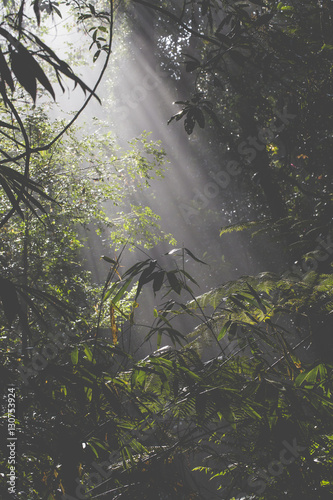 Obraz słońce padające na deszczowy las 