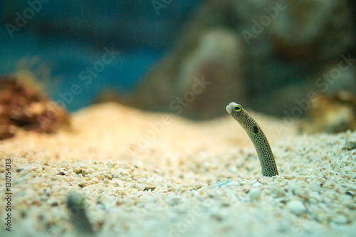Spotted garden eel| (Heteroconger hassi)