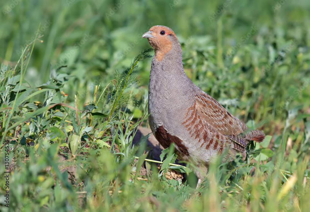 Grey partridge posing in the herbs Grey partridge posing in the herbs