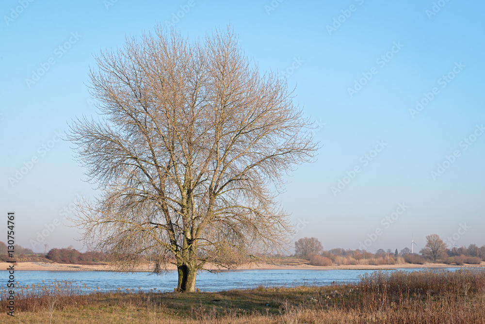 Single leafless tree on the banks of the Dutch river Waal in the Single leafless tree on the banks of the Dutch river Waal in the