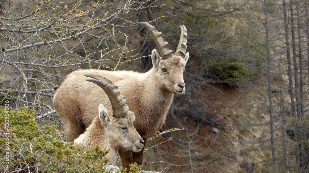 Bouquetins jeunes mâles