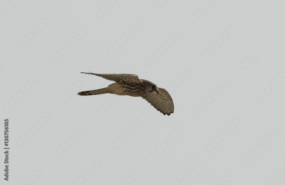 Obraz premium Kestrel