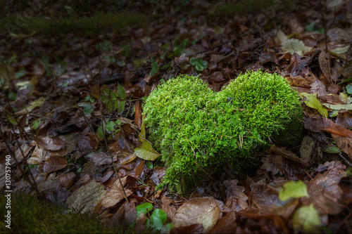 Nature hearth in forest photo