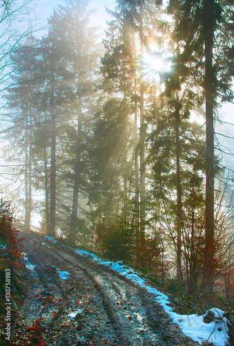 Winter forest road