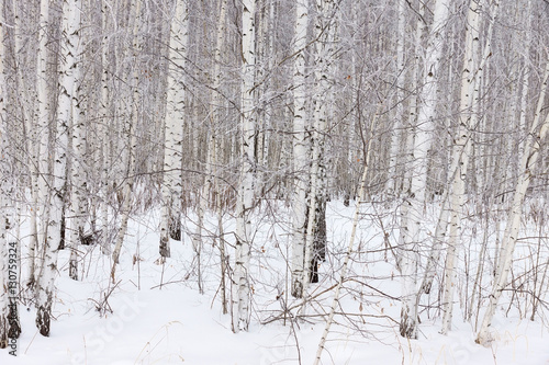 birch grove in winter © alexbush