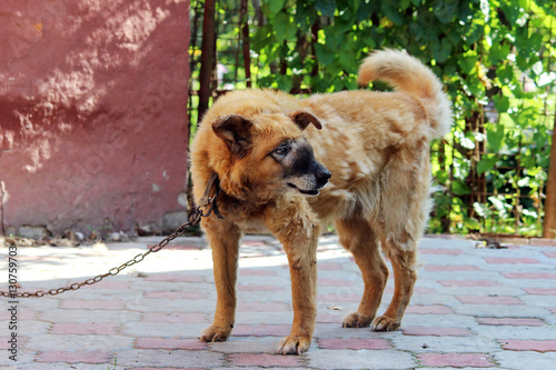 old chain red dog with a malignant inoperable tumor on the face in the area of the nasal cavity.