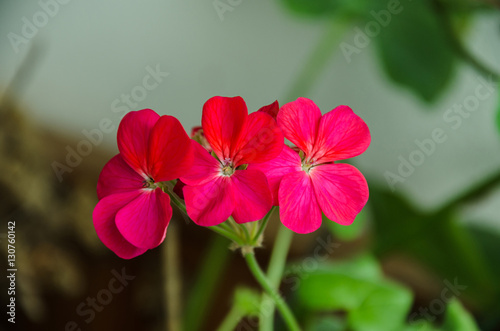 Fototapeta Naklejka Na Ścianę i Meble -  inflorescence geranium flowers