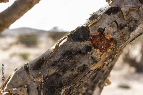 Frankincense tree plants plantage agriculture growing desert near Salalah Oman 3