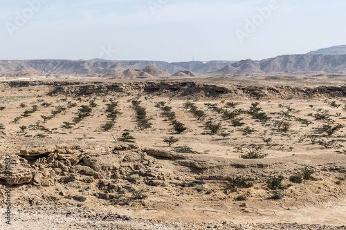 Frankincense tree plants plantage agriculture growing desert near Salalah Oman 4