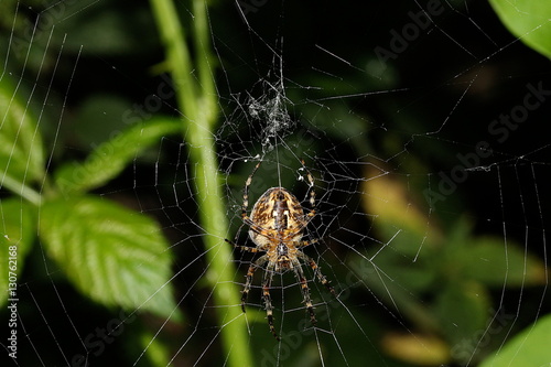 Gartenkreuzspinne, Spinne im Nest, Araneus diadematus