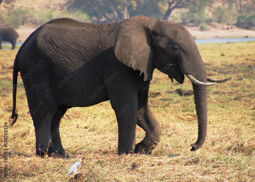 African elephant on the banks of the river