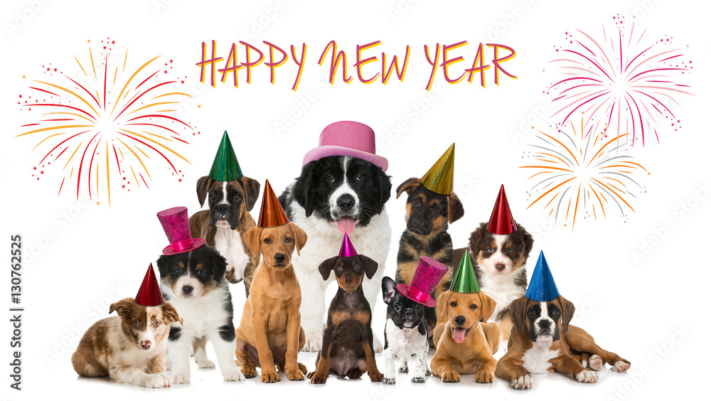 Fototapeta premium Happy New Year Puppies