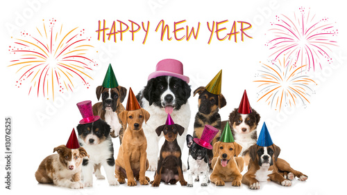 Happy New Year Puppies © DoraZett