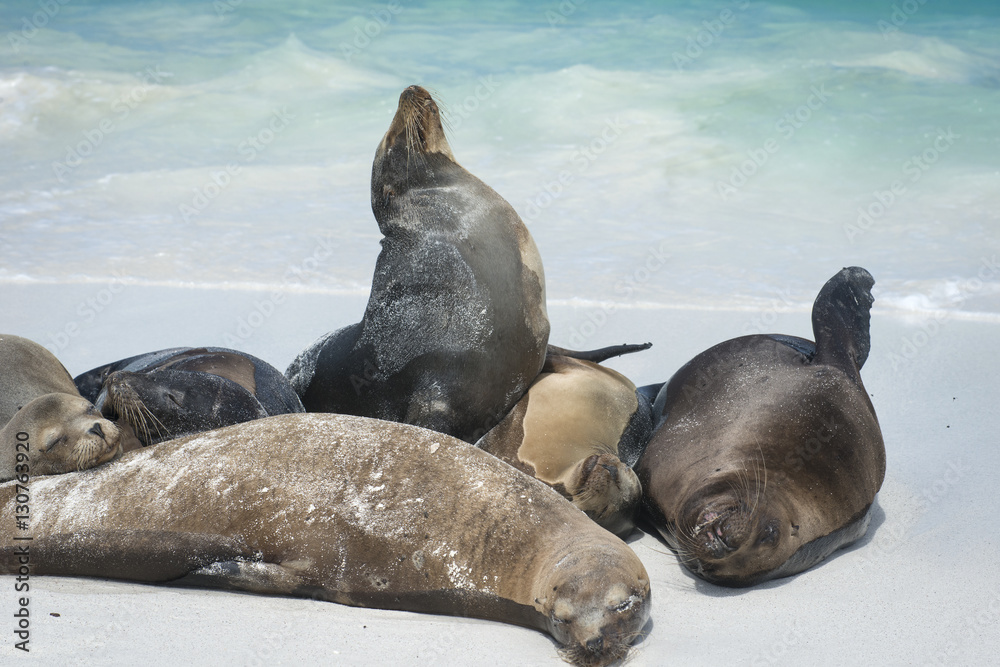 Fototapeta premium Huddle of Sea Lions