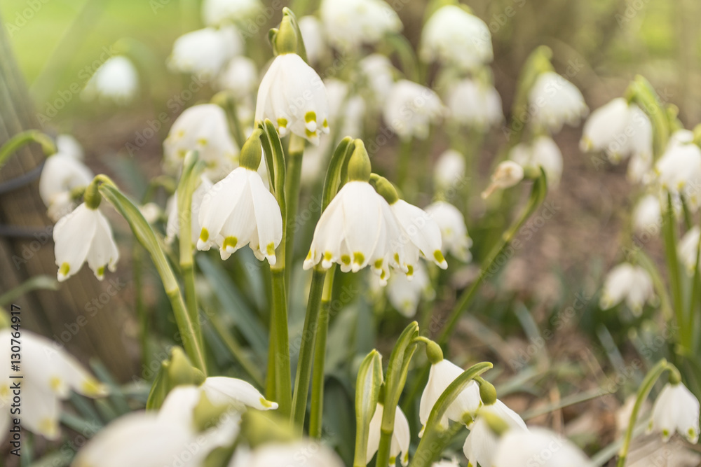 Märzenbecher, Leucojum vernum