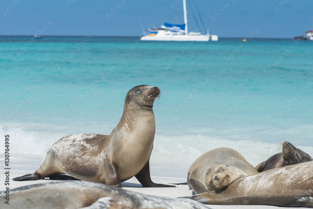Fototapeta premium Galapagos Sea Lions and Tourist Ship