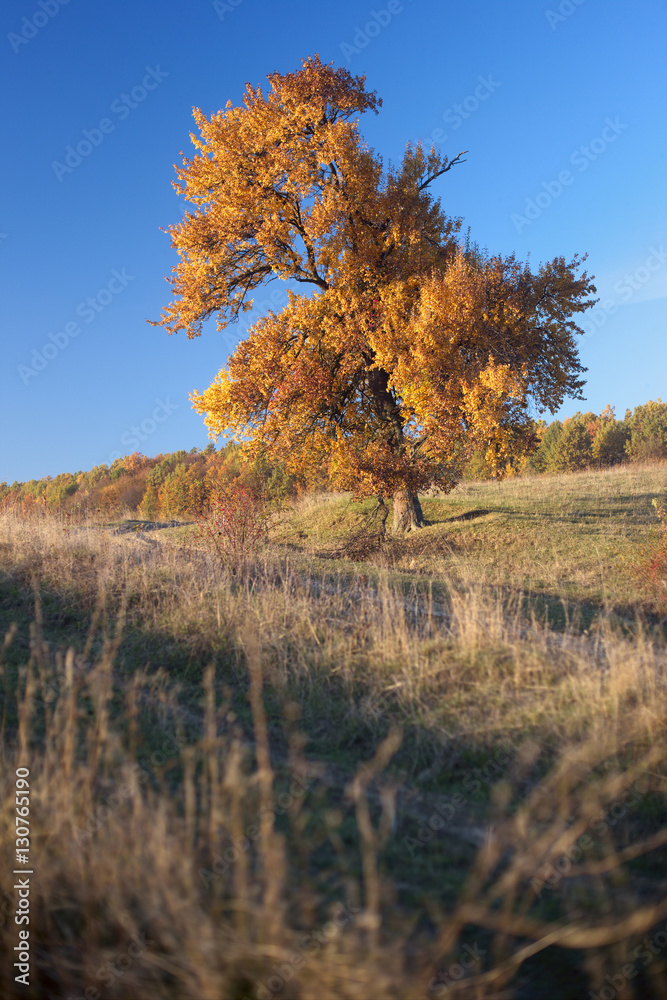 Fototapeta premium lonely big tree, yellow autumn leaf, blue sky