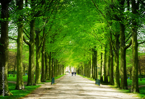 Spring alley in Clingendael park, Den Haag, Netherlands, retro toned