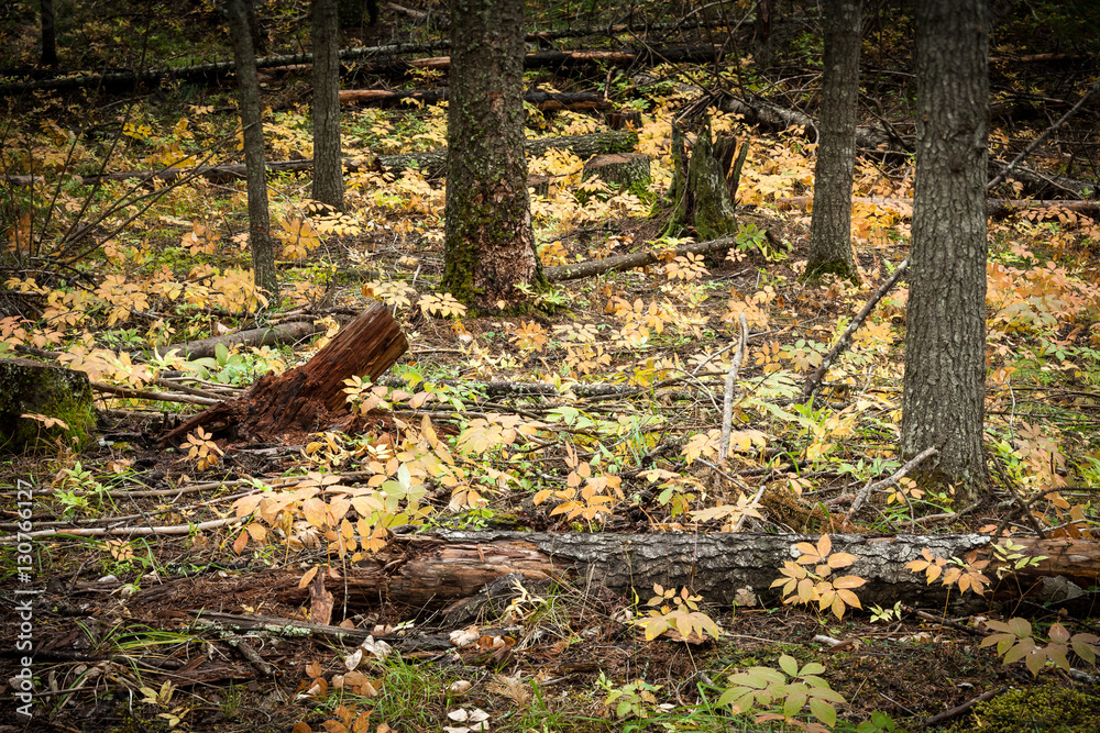 Obraz premium Fall in the Forest of Thomson Falls SP