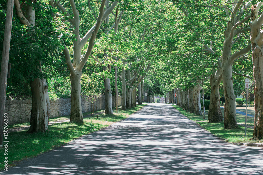 Tree Line Street