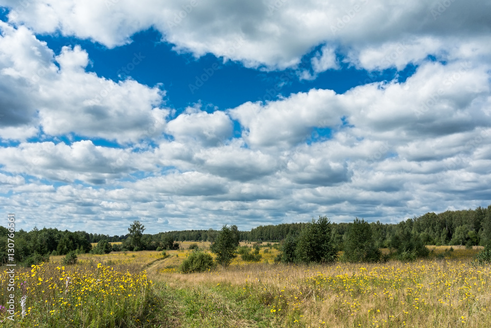 Meadow with country road and yellow wildflowers Meadow with country road and yellow wildflowers
