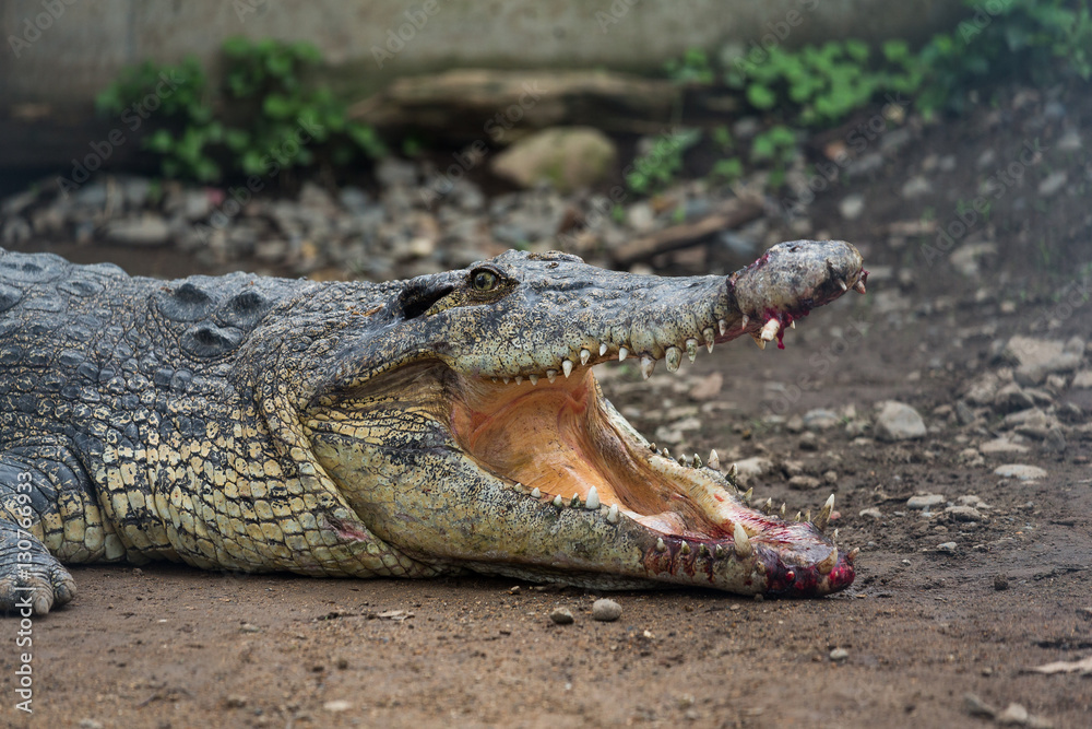 Fototapeta premium Crocodile mouth open and getting hurt