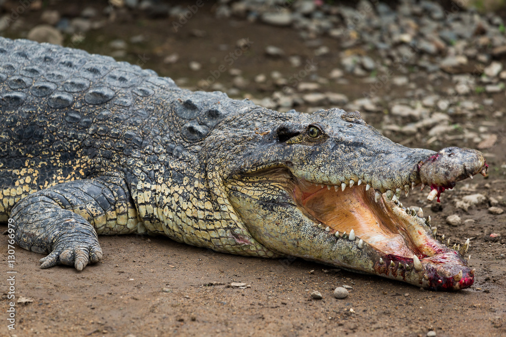 Fototapeta premium Crocodile getting hurt